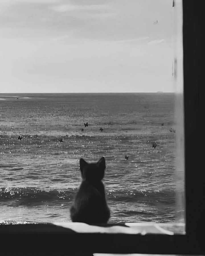 Picture for Sad Pfp Profile of Cat Observing the Sea