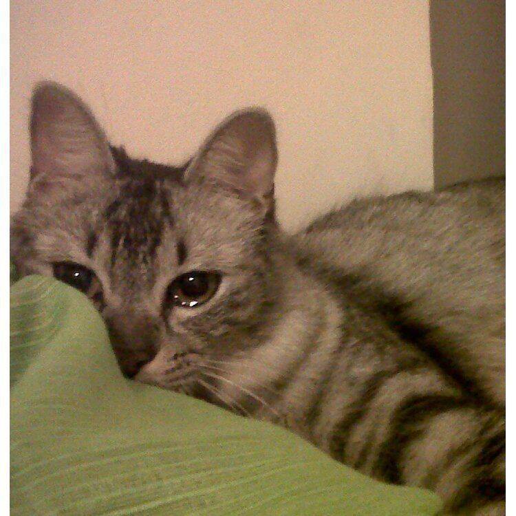 Sad Pfp Profile Picture of Cat with Sad Eyes