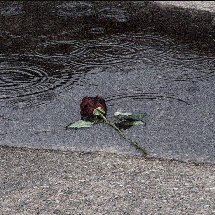 Picture for Sad Pfp Profile of Rose Fallen in the Rain