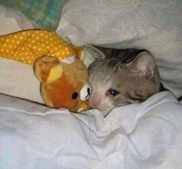 Foto de perfil triste de un gato abrazando un osito de peluche
