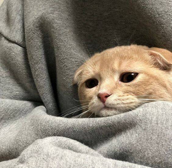 Sad Pfp Profile Pictures