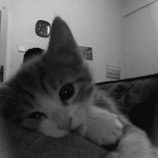 Foto para Perfil Triste de Gato com Olhar Melancólico