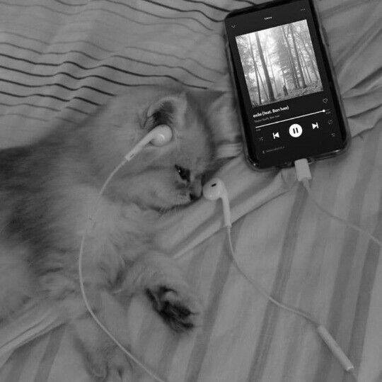 Sad Pfp Profile Picture of Cat Listening to Music