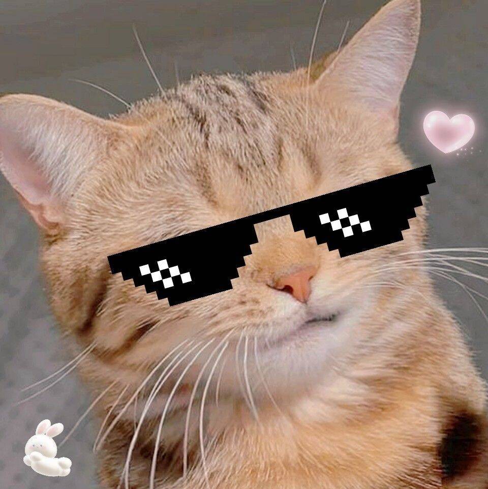 Foto de perfil de Instagram de gato con estilo divertido