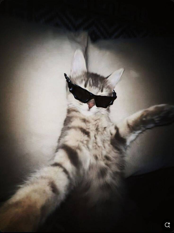Imagen de perfil de Instagram de gato de estilo divertido