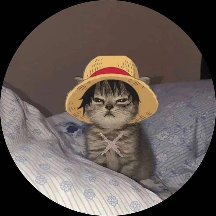 Funny Stylish Cat Instagram Pfp Profile Picture