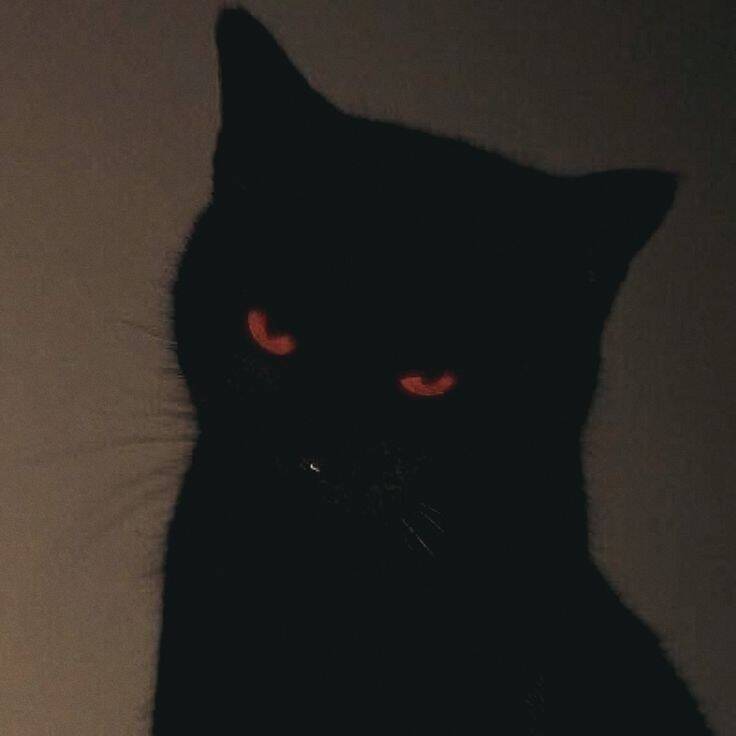 Foto de perfil de Instagram del misterioso gato negro