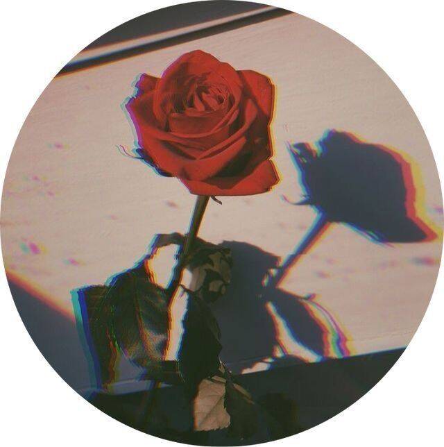 Pfp Profile Picture for Instagram with Stylish Red Rose