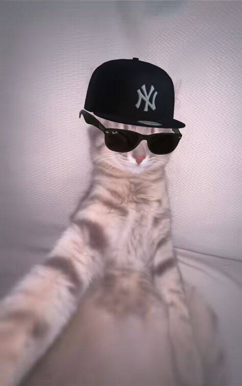 Funny Stylish Cat Instagram Pfp Profile Picture