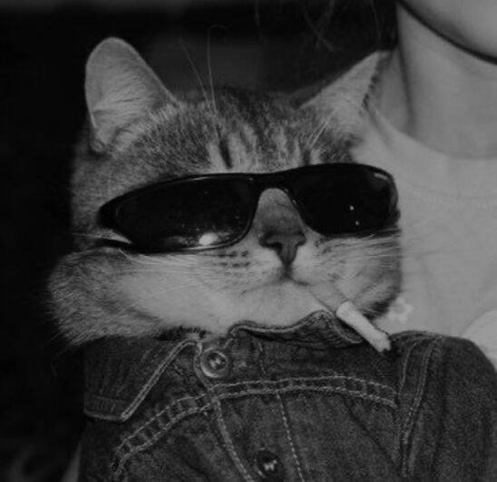 Funny Stylish Cat Instagram Pfp Profile Picture