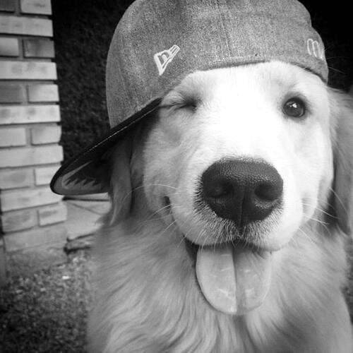 Funny Cute Dog Instagram Pfp Profile Picture