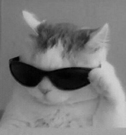 Funny Stylish Cat Instagram Pfp Profile Picture