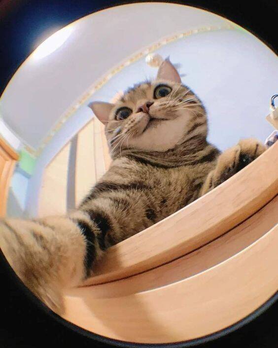 Funny Cute Cat Instagram Pfp Profile Picture