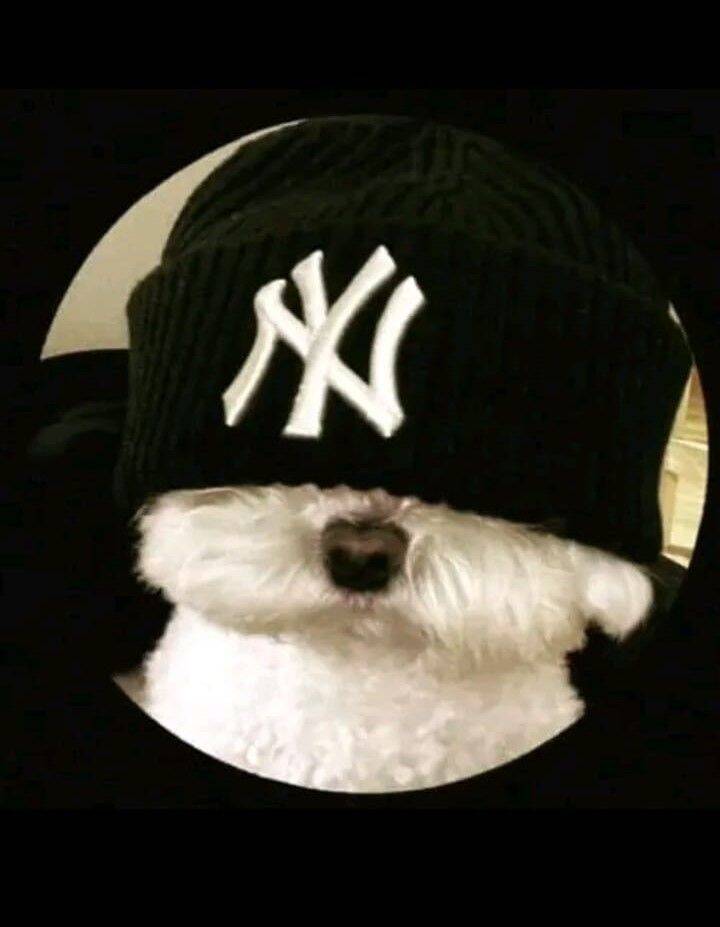 Foto de perfil de Whatsapp de perro gracioso con gorra