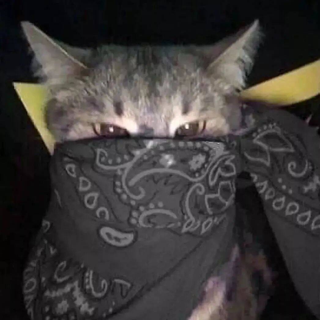 Foto de Perfil para Instagram Engraçada de Gato Estiloso