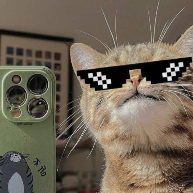 Foto de Perfil do Whatsapp Engraçada de Gato Estiloso