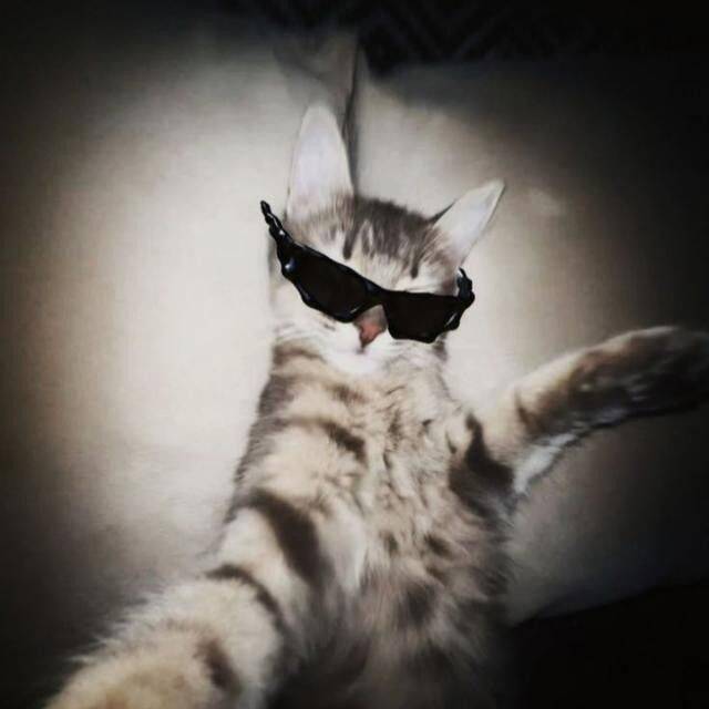 Foto de Perfil do Whatsapp Engraçada de Gato Estiloso
