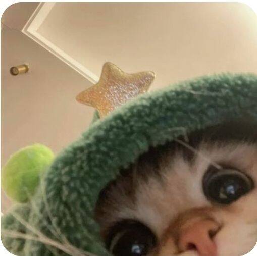 Foto de Perfil do Whatsapp de Gato Fofo com Chapéu de Estrela