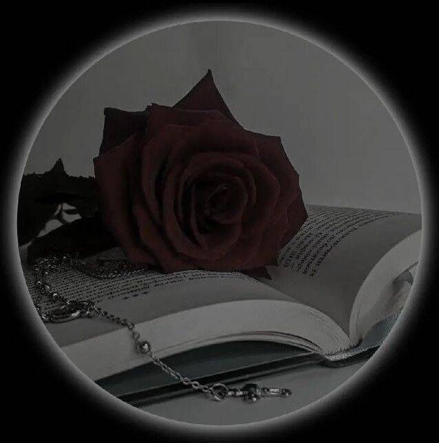 Foto de Perfil do Whatsapp com Rosa e Livro Estilo Romântico