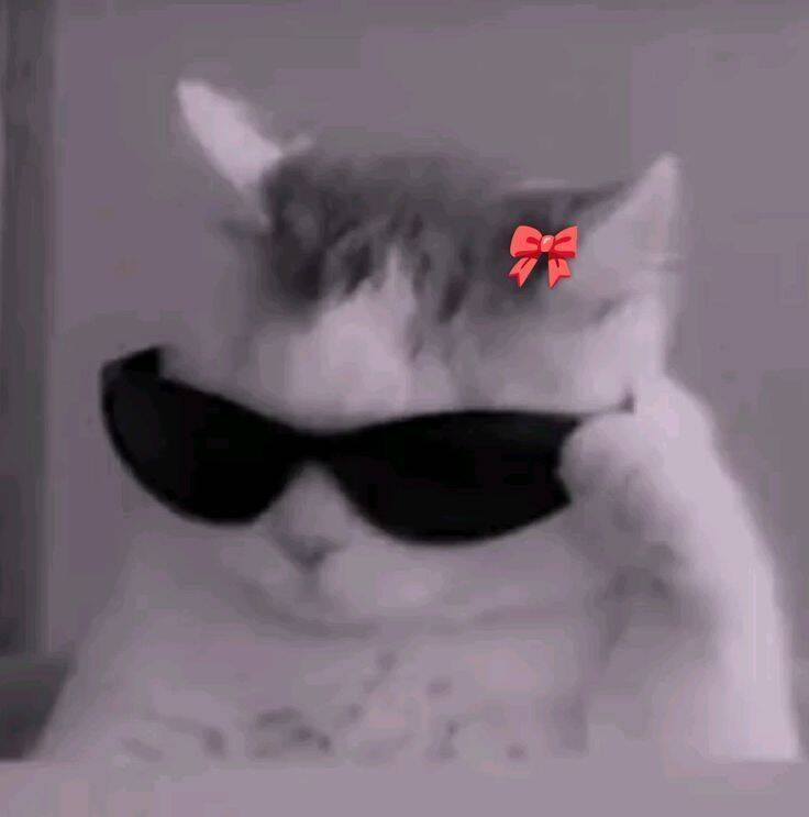 Foto de Perfil do Whatsapp Engraçada de Gato Estiloso