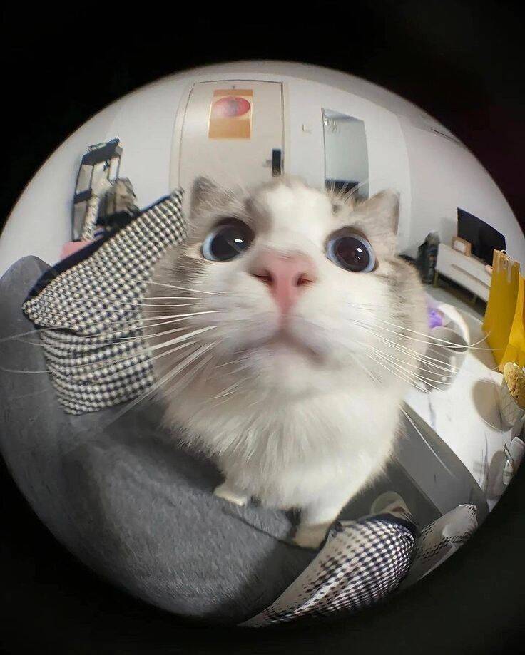 Foto de Perfil do Whatsapp Engraçada de Gato Fofo