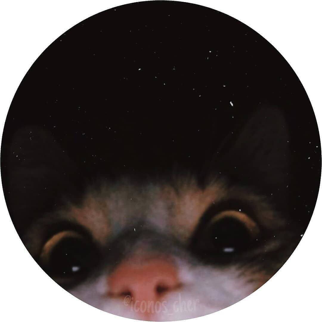 Foto de Perfil do Whatsapp Engraçada de Gato Fofo