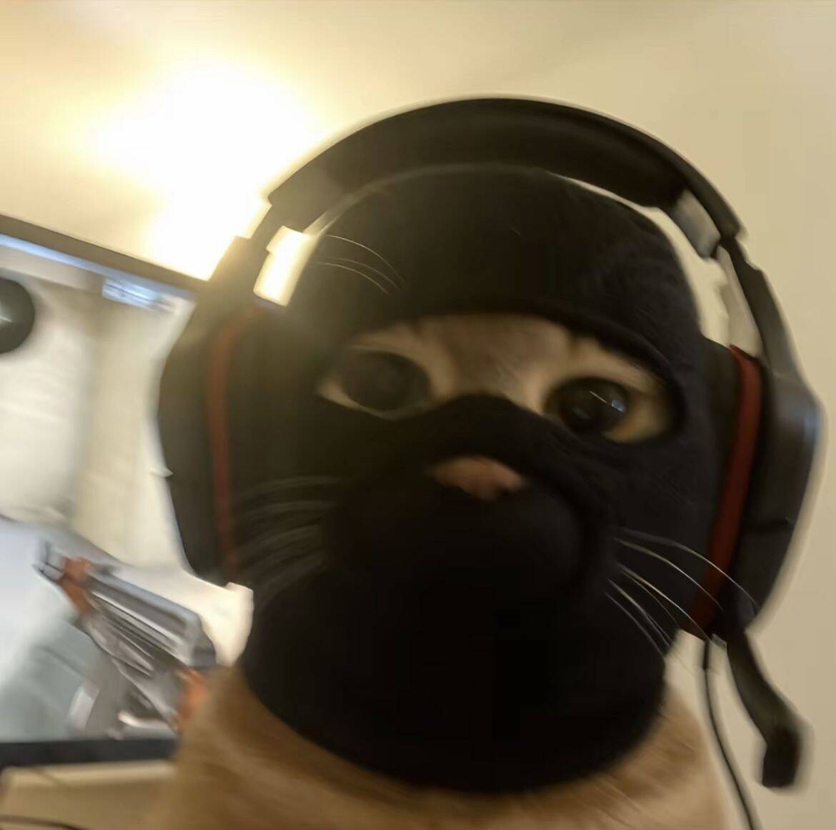 Foto de Perfil do Whatsapp Engraçada de Gato com Máscara