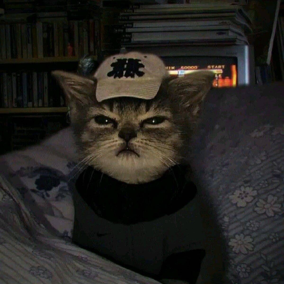 Photo de profil Homme d'un chat élégant avec une casquette