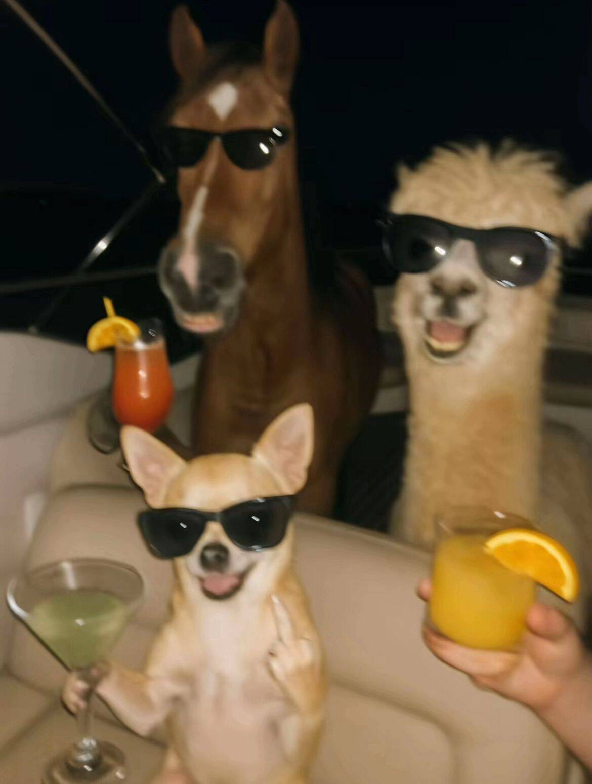 Foto de perfil divertida de animales con gafas de sol