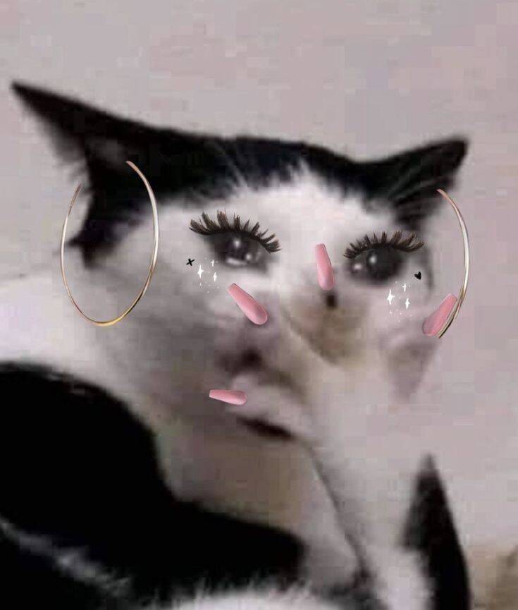 Divertida foto de perfil de gato con maquillaje divertido