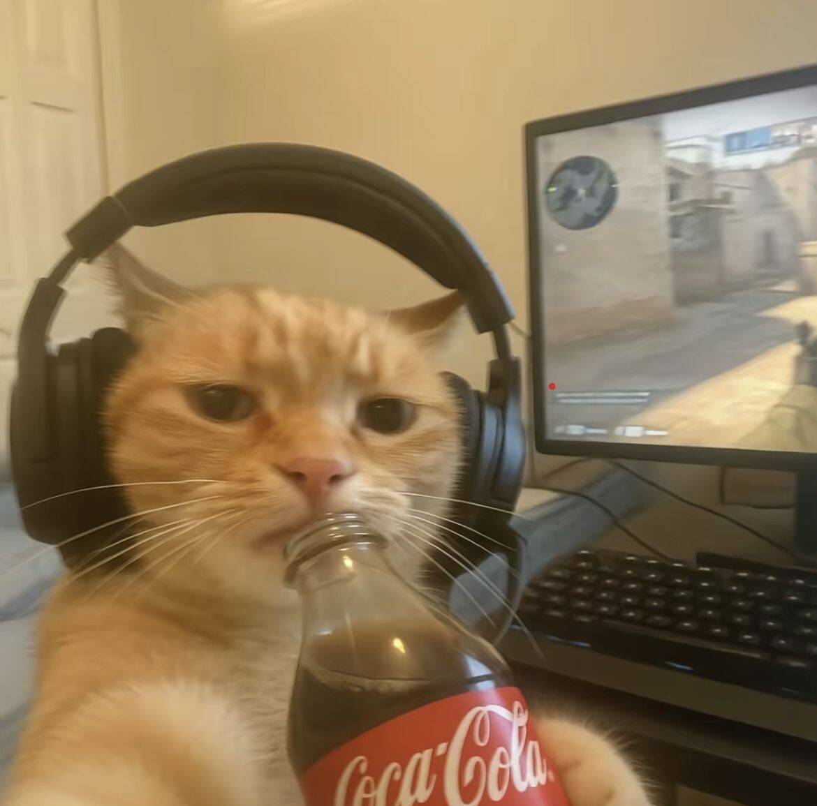 Divertida foto de perfil de Gamer Cat con teléfono y refresco