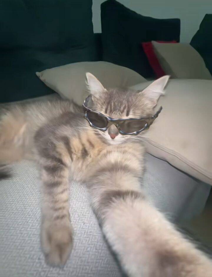 Divertida foto de perfil de gato con gafas de sol