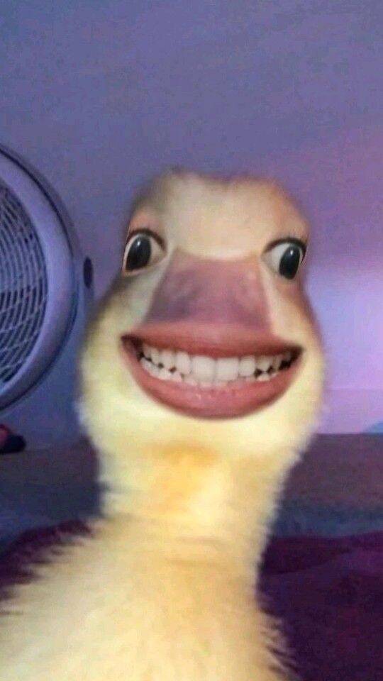 Funny Pfp Profile Picture of Duck with Funny Smile