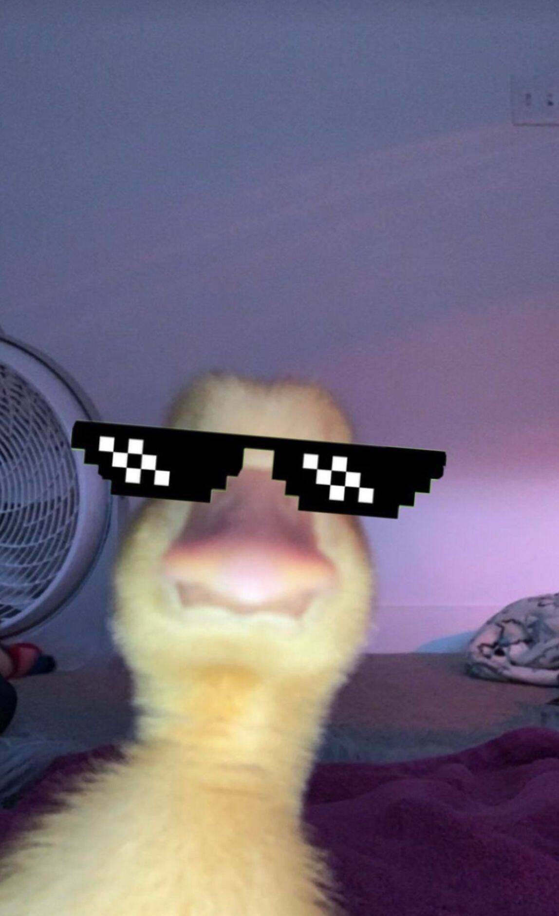 Divertida foto de perfil de pato con gafas de sol