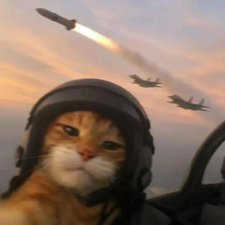 Divertida foto de perfil de un gato piloto de combate