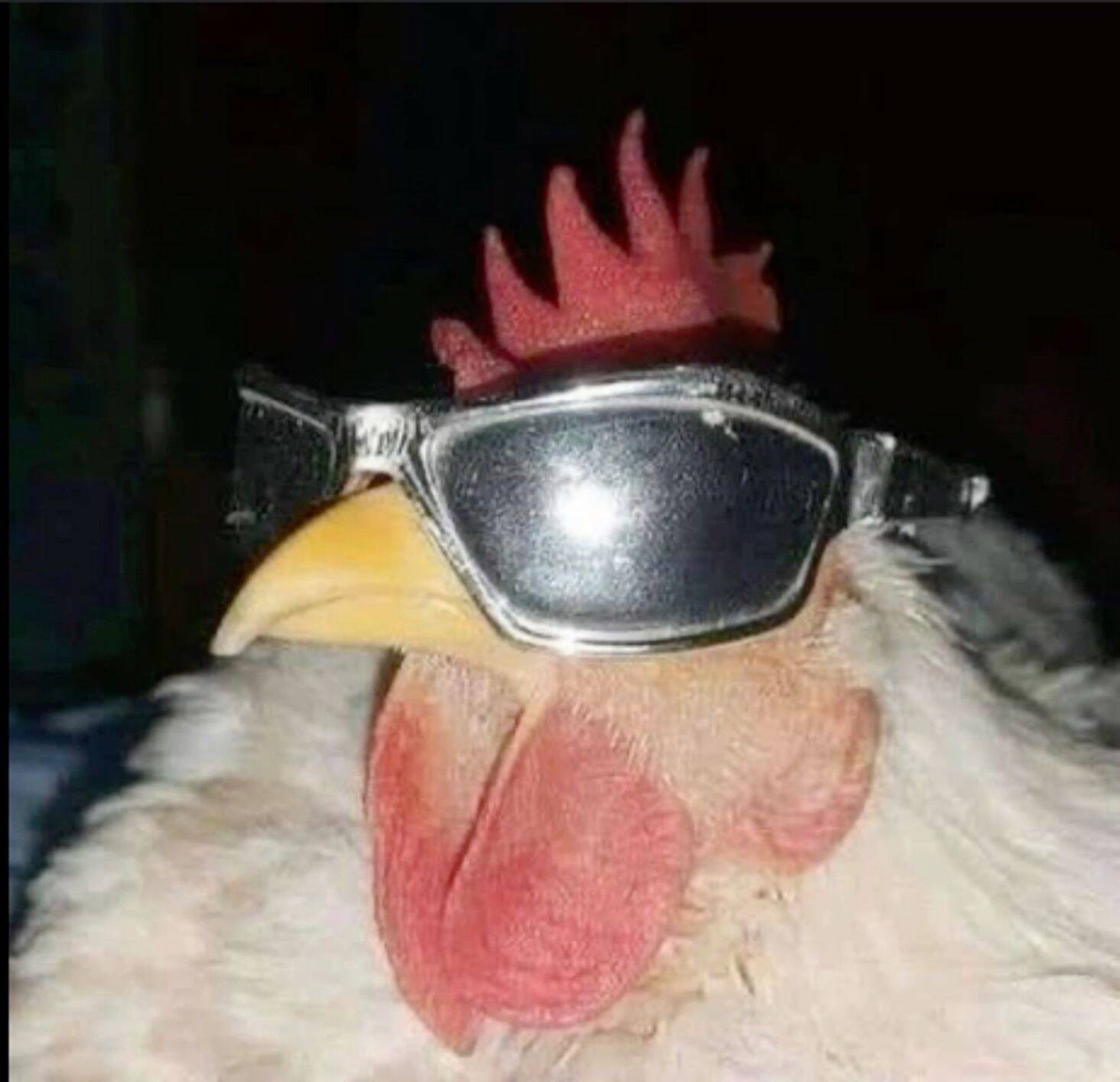 Divertida foto de perfil de pollo con gafas de sol.