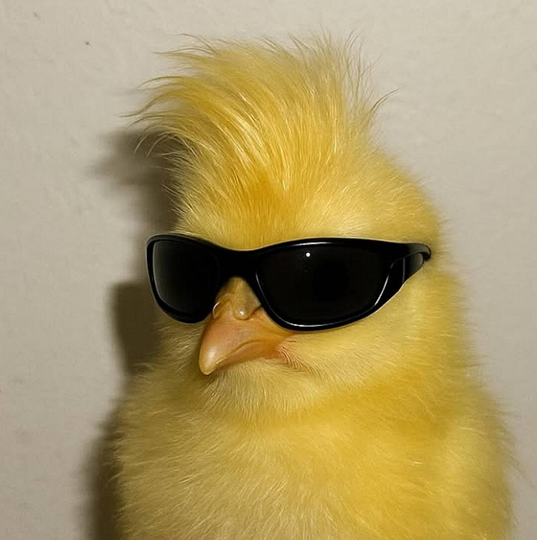 Divertida foto de perfil de una chica con gafas de sol