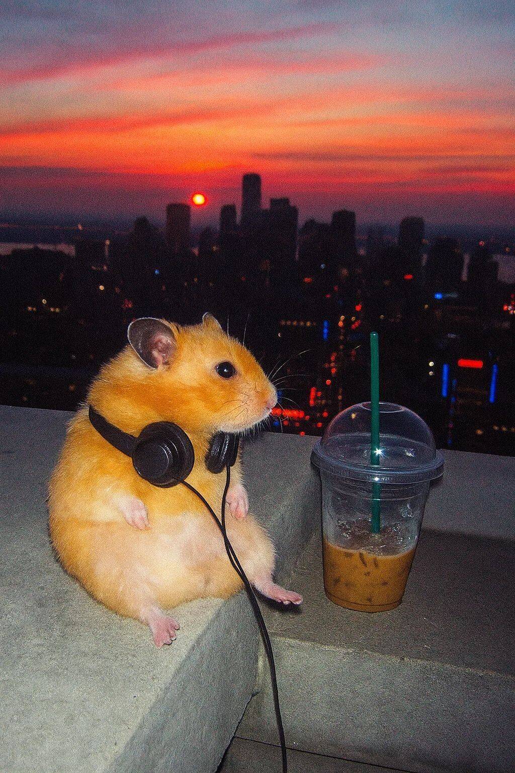 Foto Engraçada para Perfil de Hamster com Fones de Ouvido