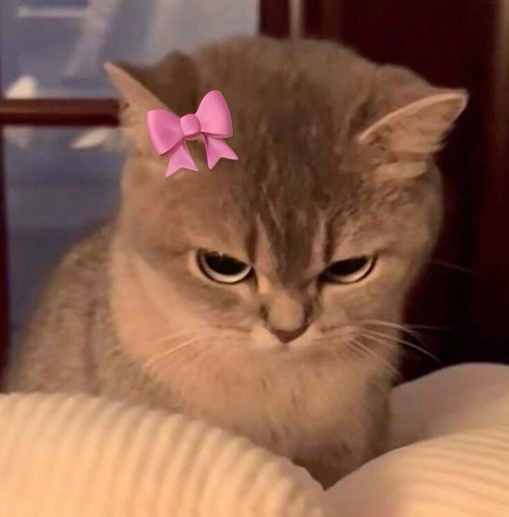 Foto Engraçada para Perfil de Gato com Laço Rosa