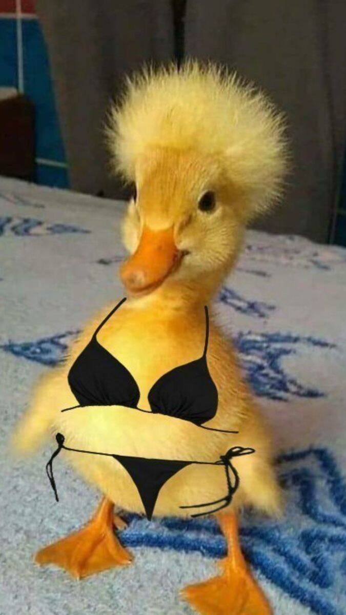 Foto de perfil divertida de pato en bikini