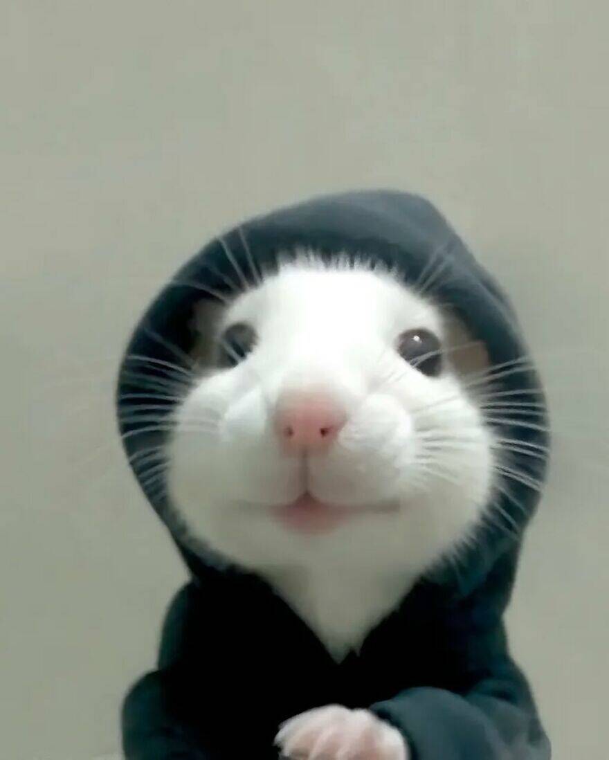 Foto Engraçada para Perfil de Hamster com Capuz