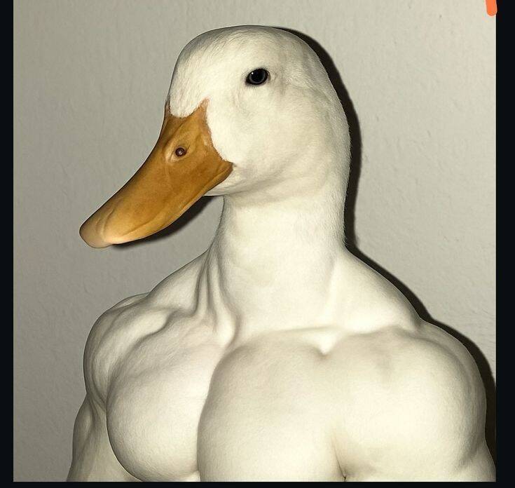 Foto Engraçada para Perfil de Pato Musculoso