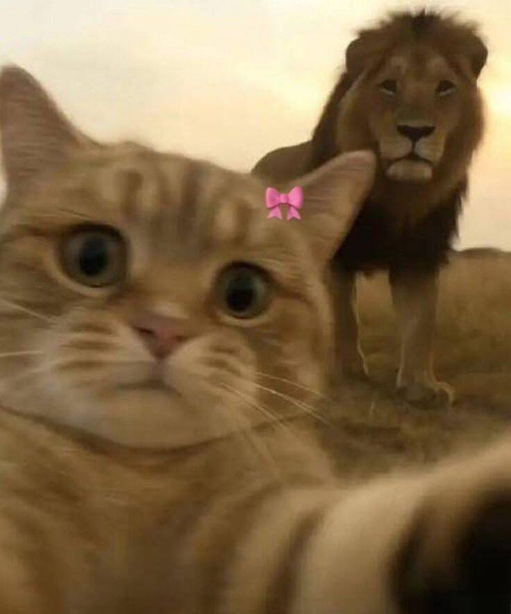 Foto Engraçada para Perfil de Gato com Leão ao Fundo