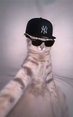 Divertida foto de perfil de gato con gorra y gafas de sol