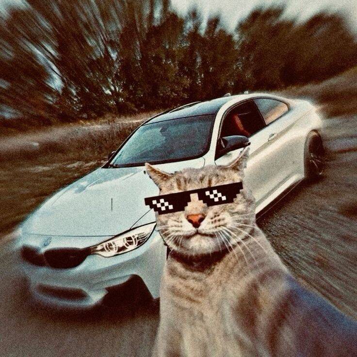 Foto Engraçada para Perfil de Gato com Óculos Estilosos