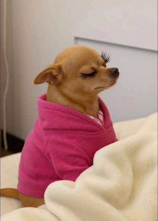 Foto Engraçada para Perfil de Cachorro com Moletom Rosa
