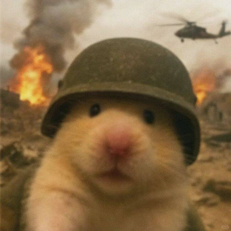 Foto Engraçada para Perfil de Hamster Soldado