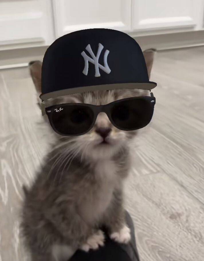 Foto de perfil de Discord de un gato elegante con sombrero