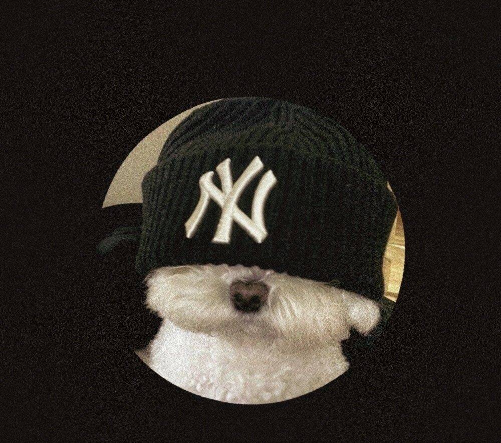 Imagen de perfil de Discord de un lindo perro con sombrero