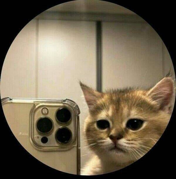 Foto de Perfil Feminino com Gato Fofo e Smartphone